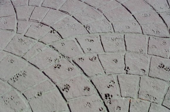 Кошачьи следы даже на бетонной мостовой дворика