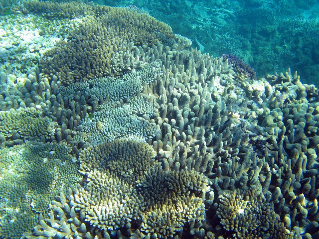 Ostreopsis Ovata