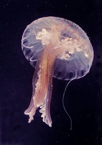 Ostreopsis Ovata
