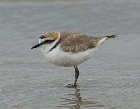 Колпица (Platalea leucorodia) на Кипре