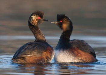 Черношейная поганка (podiceps nigricollis) на Кипре