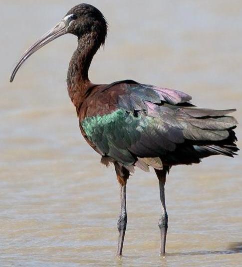 Каравайка (Glossy Ibis) на Кипре
