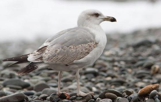 Cредиземноморские чайки (Larus melanocephalus) на Кипре