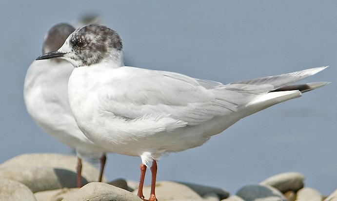 Чайки (Larus minutus) на Кипре