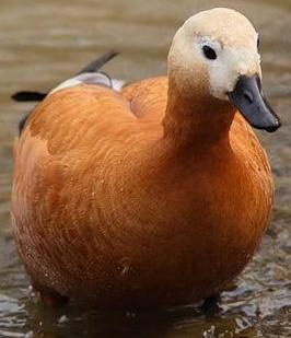 Красные утки (Tadorna ferruginea) на Кипре
