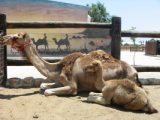 MAZOTOS CAMEL PARK