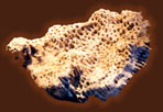 fossilised plants and animals