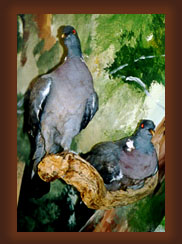 Cyprus birds