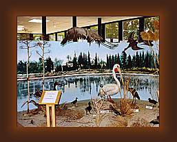 Cyprus lake birds