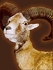 Cyprus muflon
