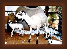 Cyprus domestic animals