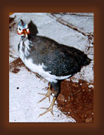 Cyprus domestic birds