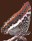 Cyprus insects