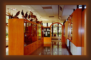 The first Museum of Natural History