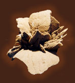 clay, marls and testaceous limestone