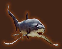fish of Mediterranean Sea