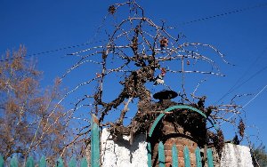 виноградная лоза в виде какого-то существа