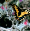 Cape Greco flora