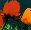 Cape Greco flora