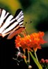 Cape Greco flora