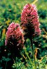 Cape Greco flora