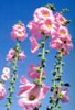 Cape Greco flora