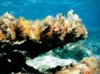 Agia Napa Underwater