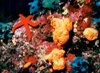 Agia Napa Underwater