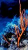 Agia Napa Underwater