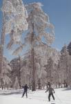 Лыжные гонки в Троодосе