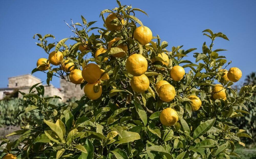 Апельсины на Кипре