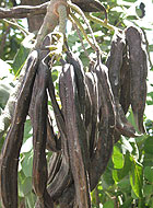 Кипрский кароб